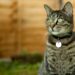 Should Cats wear Cat Collars
