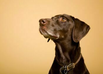 Identify Seizures in Pets