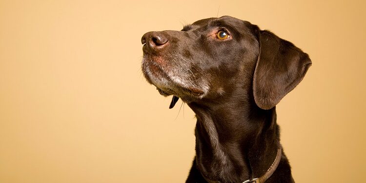Identify Seizures in Pets