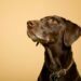 How to Identify Seizures in Pets? Identify Seizures in Pets