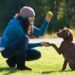 How Do I Train My Dog for Personal Protection? Train My Dog
