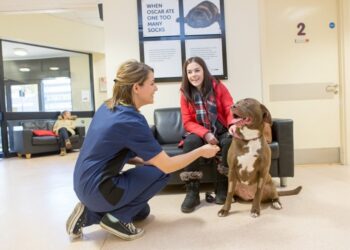 Visit a Local Vet