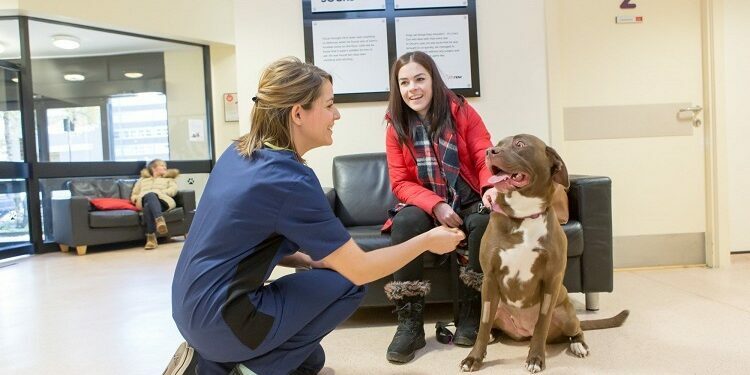 When Should You Visit a Local Vet? Visit a Local Vet