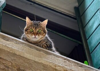 High-Rise Syndrome In Cats