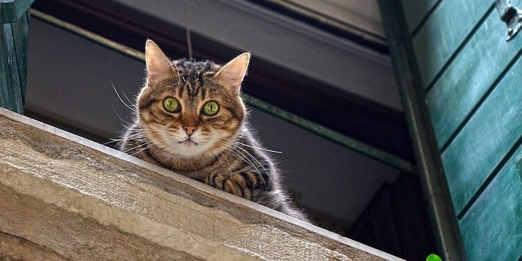 High-Rise Syndrome In Cats