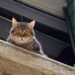 High-Rise Syndrome In Cats