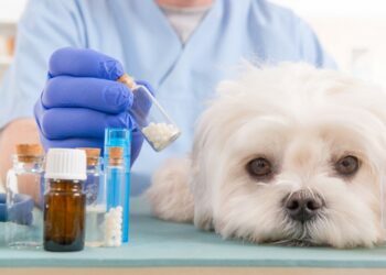 Supplements that your Pet May Need