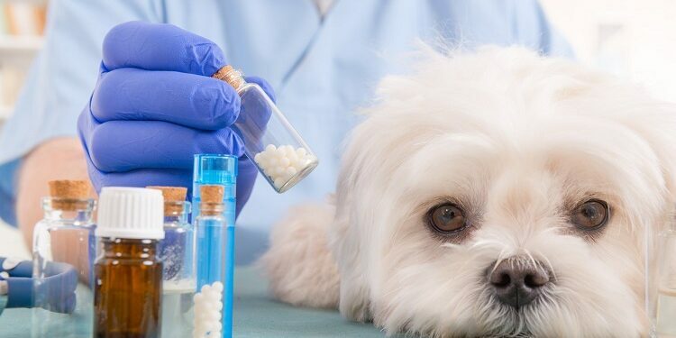 Supplements that your Pet May Need