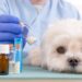 Supplements that your Pet May Need