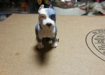 ship a pitbull