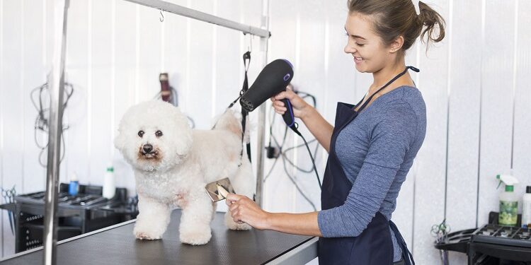 Important Things to Consider When Choosing a Dog Groomer Dog Groomer