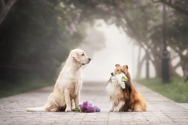 Mate for Female Dog