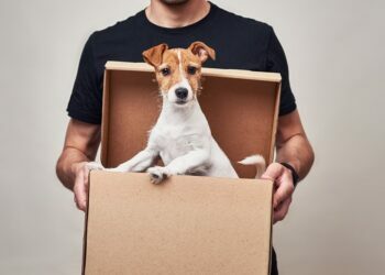 Pet Courier Services