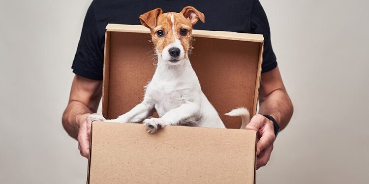 Pet Courier Services