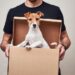 Pet Courier Services