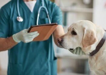 Dog Needs Medical