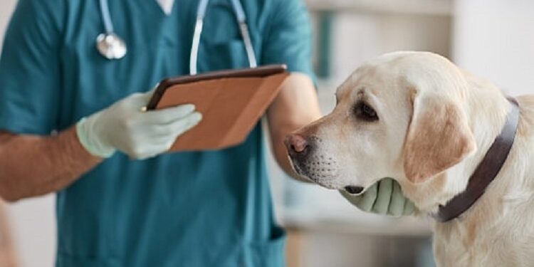Dog Needs Medical