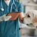 Dog Needs Medical