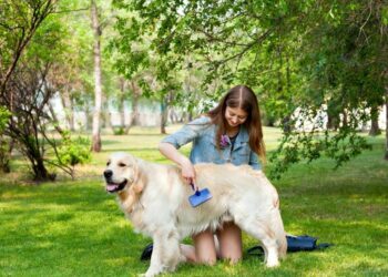 taking care of dog