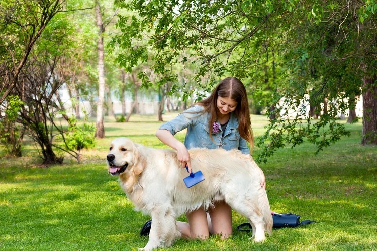 taking care of dog