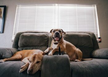 moving house with multiple pets