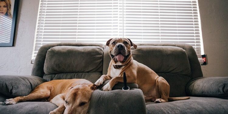 moving house with multiple pets
