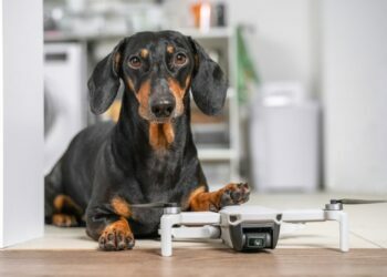 Pet subscription boxes