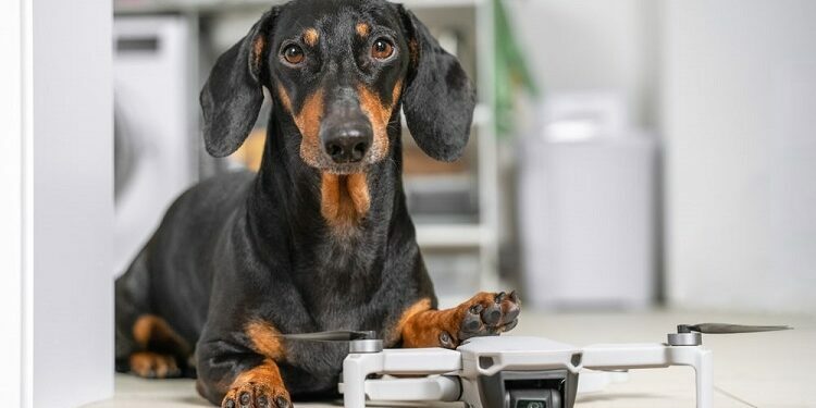3 Pet Products That You Didn't Know You Needed Pet subscription boxes