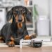 3 Pet Products That You Didn't Know You Needed Pet subscription boxes