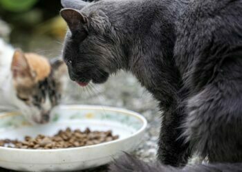 Cat Food
