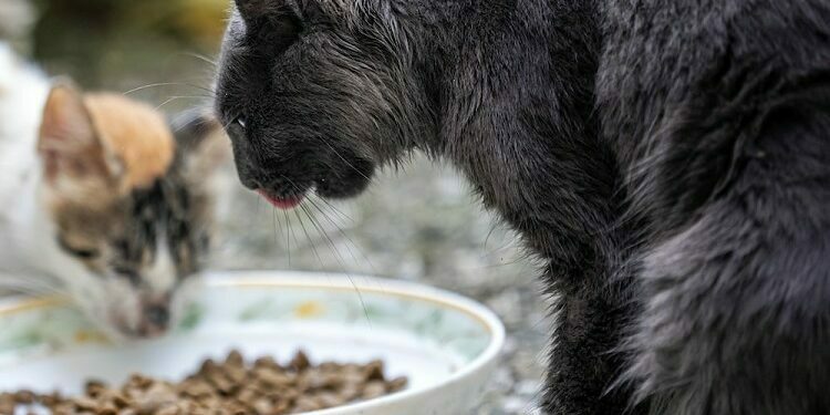 Cat Food