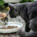 Cat Food