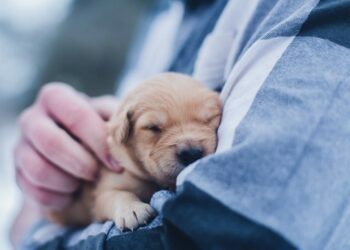 Pet Adoption