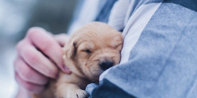 Pet Adoption
