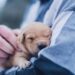 Ten Easy Ways To Avoid A Pet Adoption Scam Online Pet Adoption