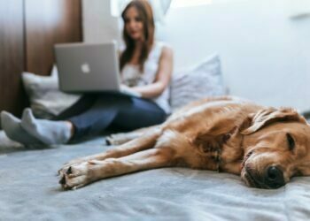 Pet-Friendly Hotel