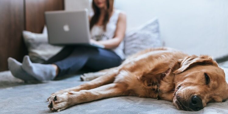 Matt Davies Harmony Communities Examines Questions to Ask Before Choosing a Pet-Friendly Hotel Pet-Friendly Hotel