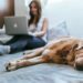 Pet-Friendly Hotel