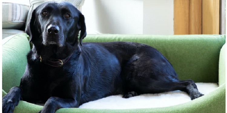 Choosing the Perfect Dog Bed for Your Next Vacation Dog Bed