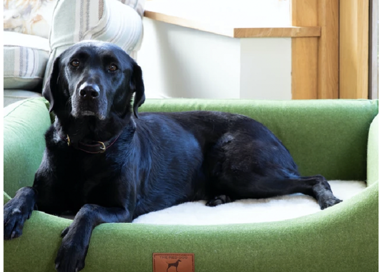 Dog Bed