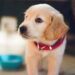 Food to Give to a Picky Dog Dog