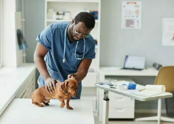 pet hospital