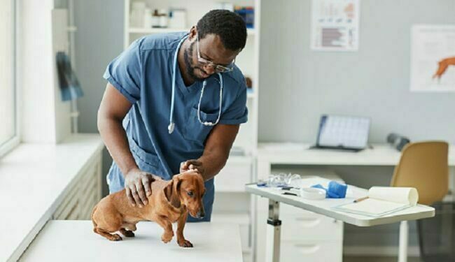 Understanding the Signs and Symptoms of Canine Oral Papilloma Virus pet hospital