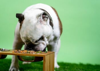 Dog Treats