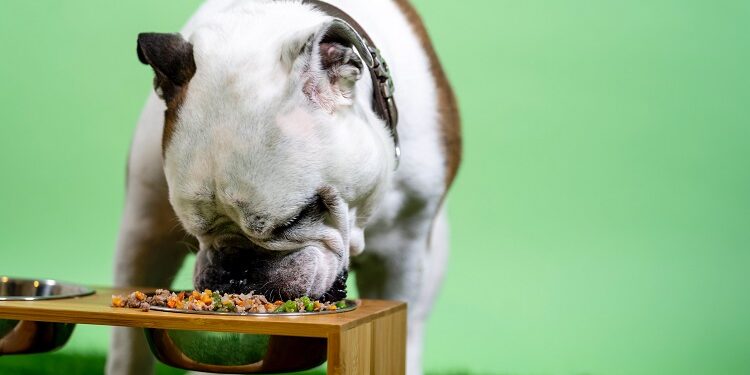 Why Jerky Is One of the Best Dog Treats Dog Treats