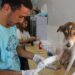 5 Pet First Aid Tips Every Dog Owner Needs to Know Dog Owner