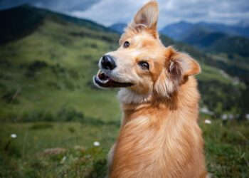 Breed Dogs