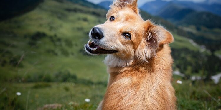 Purebred vs. Mixed Breed Dogs Breed Dogs