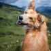 Breed Dogs
