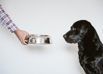 Feeding Dogs